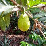 Fruit à pain