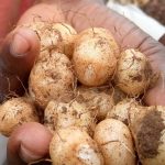 Tavolo : des tubercules toxiques