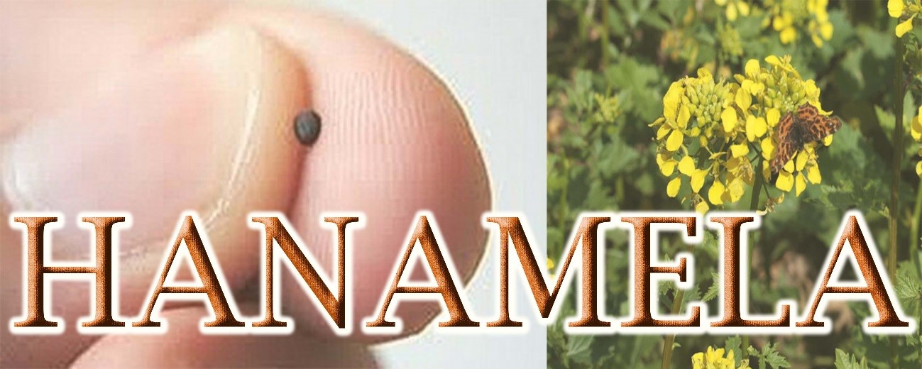 hanamela hanamela